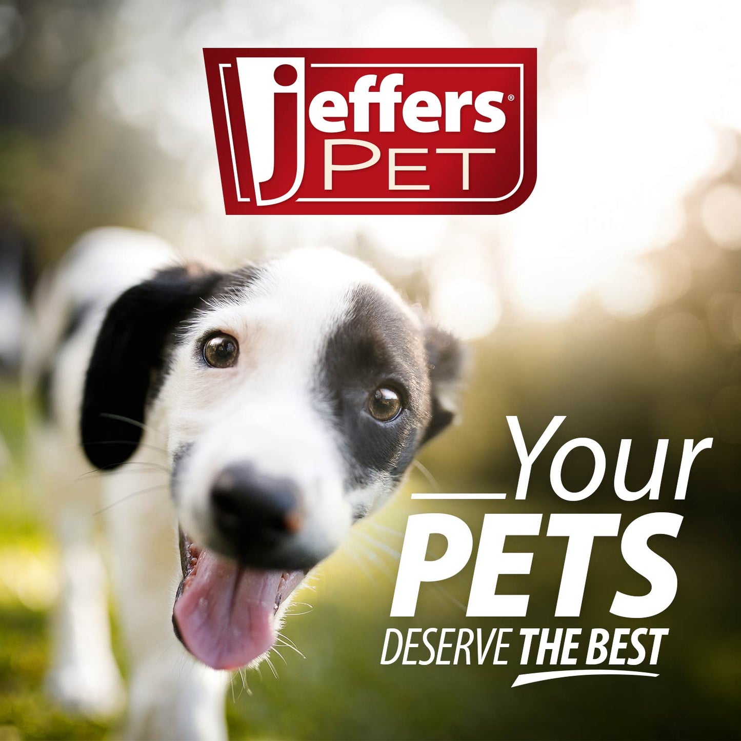 Jeffers Rolled Leather Dog Collars with Brass Hardware